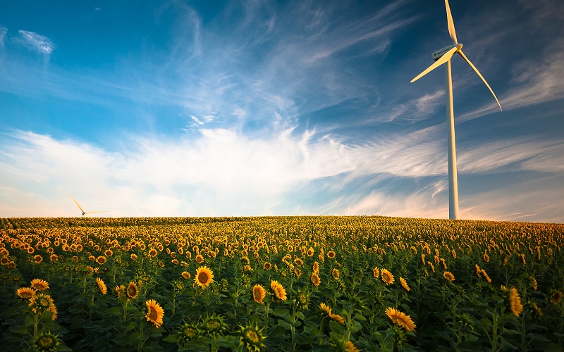 Wind turbine in a field of sunflowers with a clear, blue sky in the background